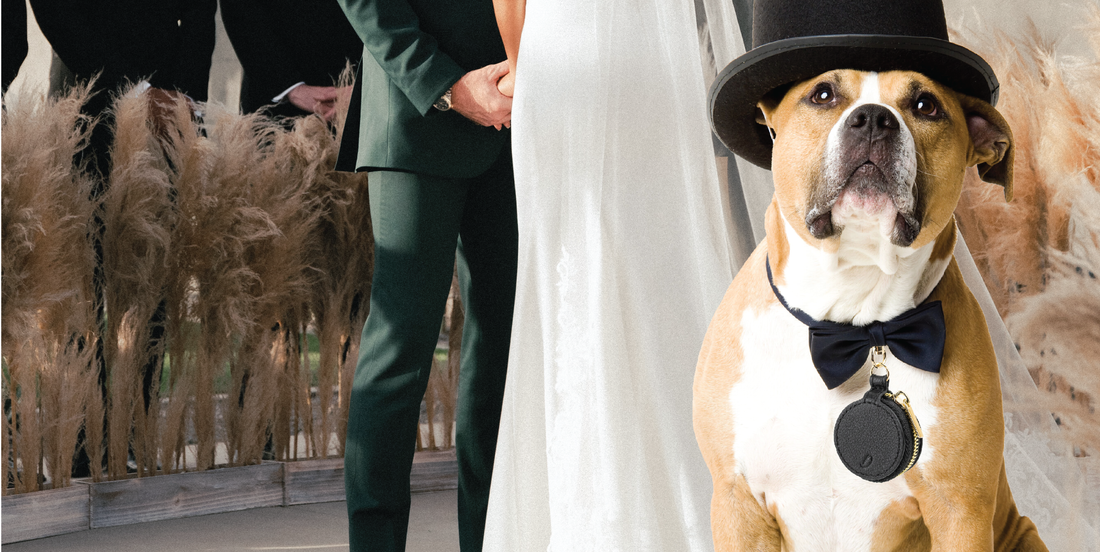 Wedding Officiant Encourages Couples to Include Their Dogs in Wedding Ceremony